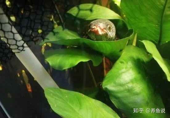 龍魚嘴爛怎么回事圖片 龍魚嘴爛怎么回事圖片 龍魚百科 第20張