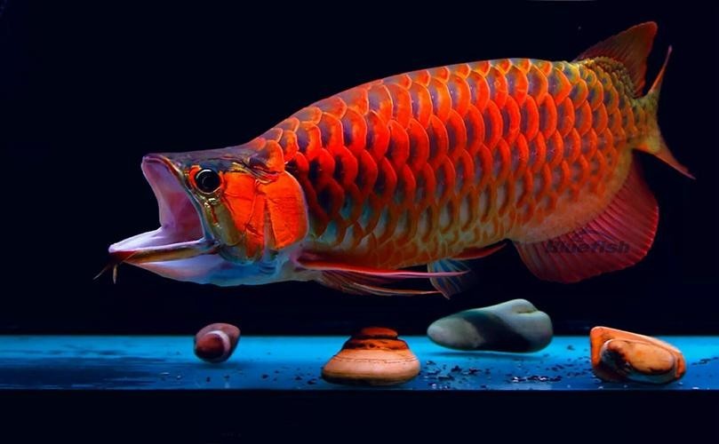龍魚嘴爛怎么回事圖片 龍魚嘴爛怎么回事圖片 龍魚百科 第46張