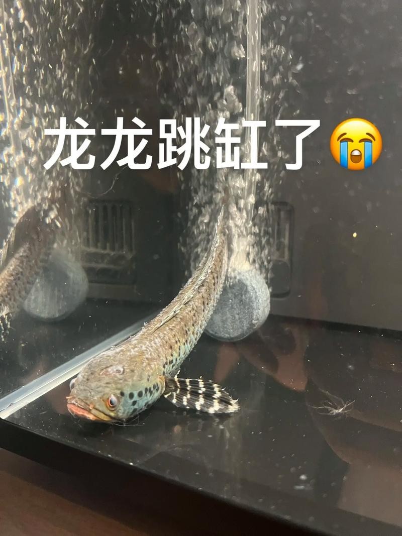 龍魚嘴爛怎么回事圖片 龍魚嘴爛怎么回事圖片 龍魚百科 第21張