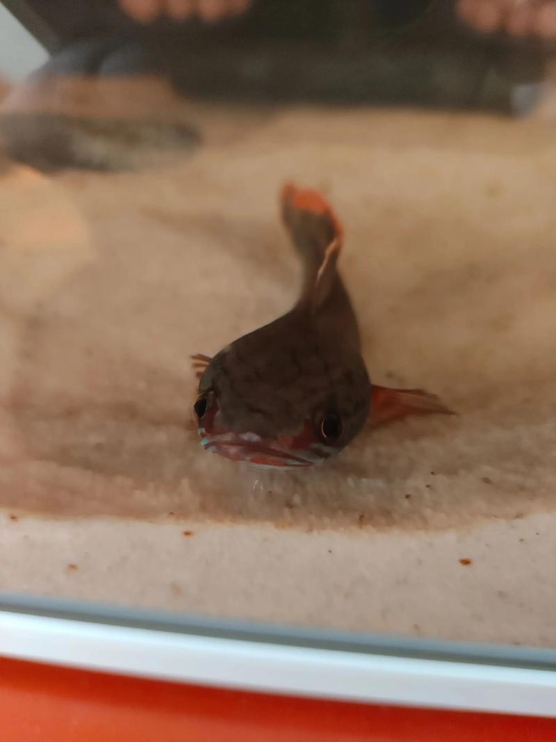 龍魚嘴爛怎么回事圖片 龍魚嘴爛怎么回事圖片 龍魚百科 第13張