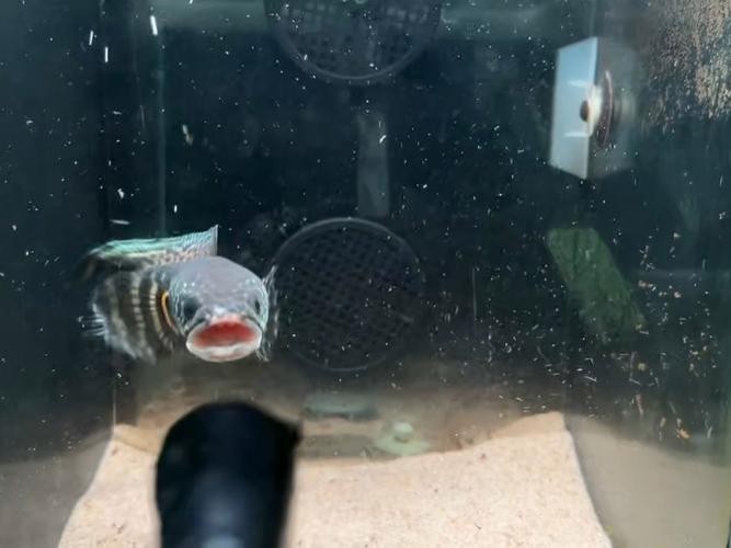 龍魚嘴爛怎么回事圖片 龍魚嘴爛怎么回事圖片 龍魚百科 第19張