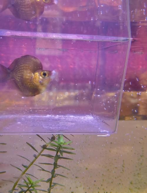 龍魚嘴爛怎么回事圖片 龍魚嘴爛怎么回事圖片 龍魚百科 第48張