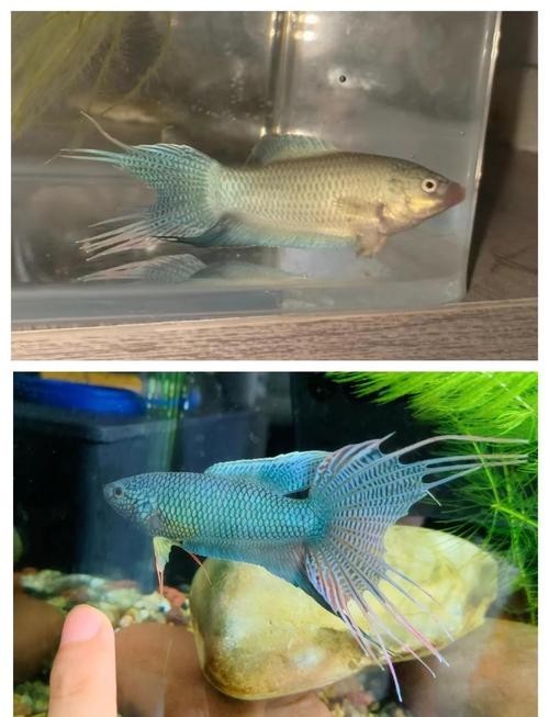 龍魚嘴爛怎么回事圖片 龍魚嘴爛怎么回事圖片 龍魚百科 第44張