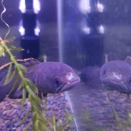 龍魚嘴爛怎么回事圖片 龍魚嘴爛怎么回事圖片 龍魚百科 第10張