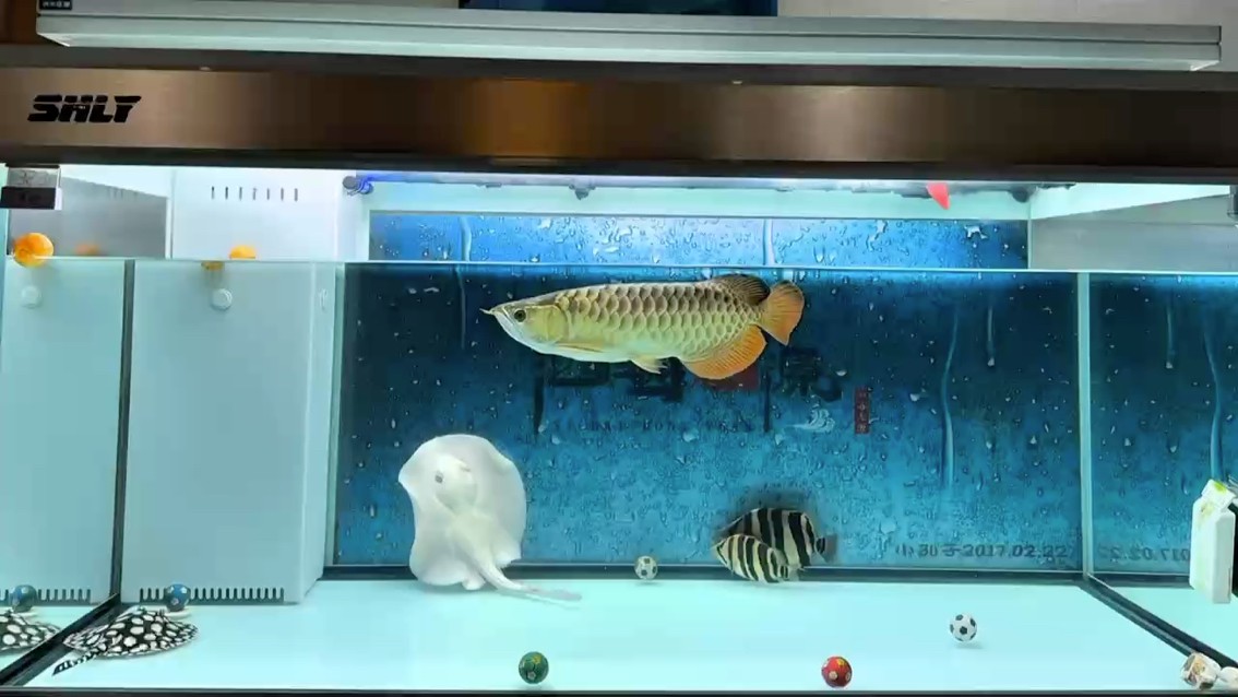 長沙最大的觀賞魚批發市場在哪里觀賞魚批發市場在哪里