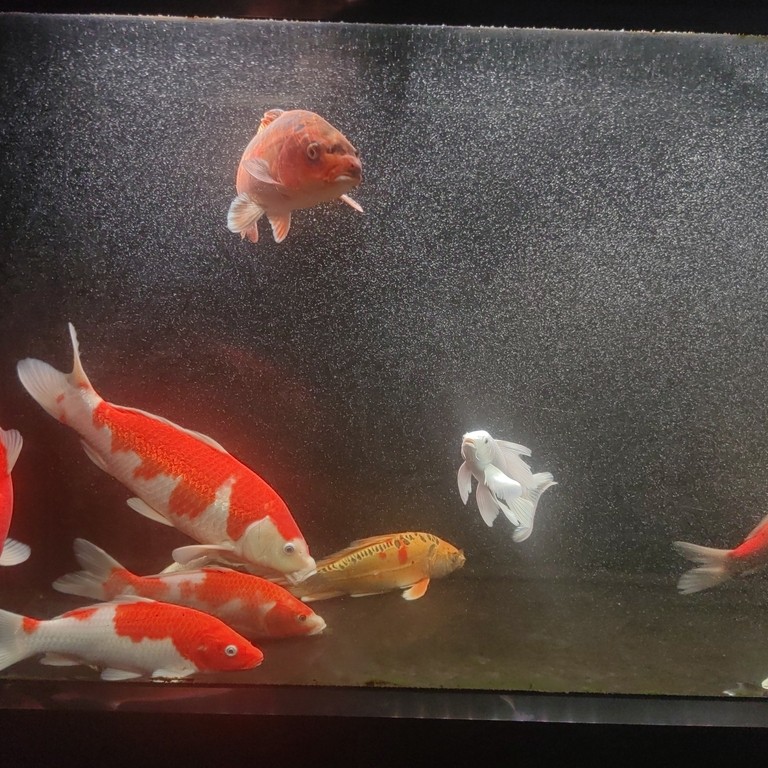 進了新土炮玩玩了