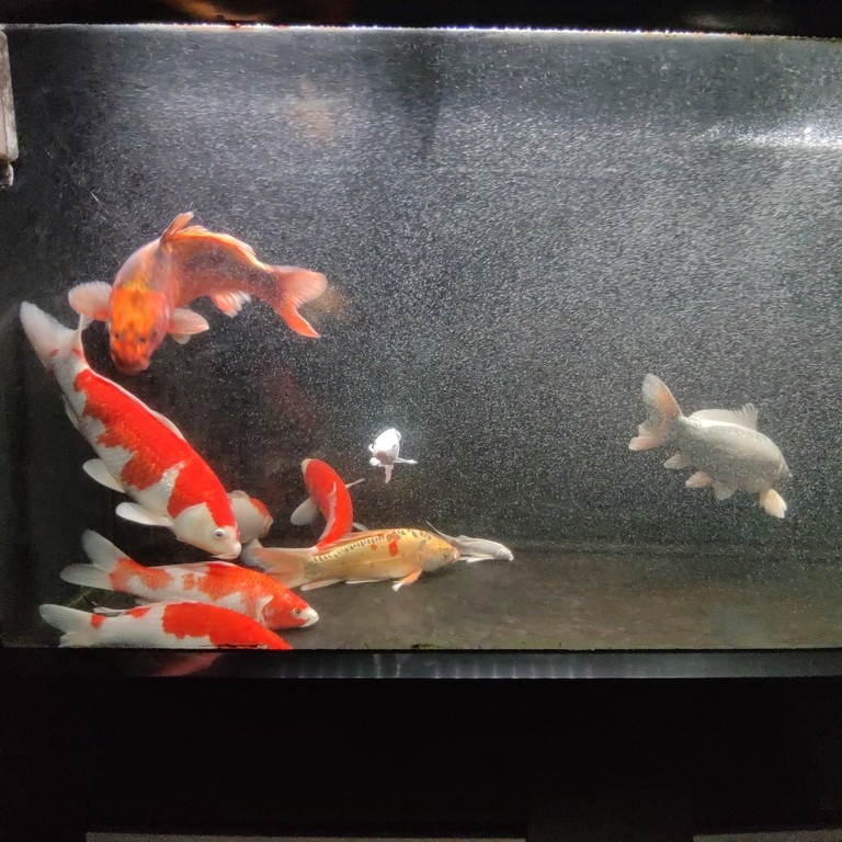 進了新土炮玩玩了