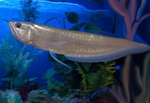 銀龍魚背鰭破損了