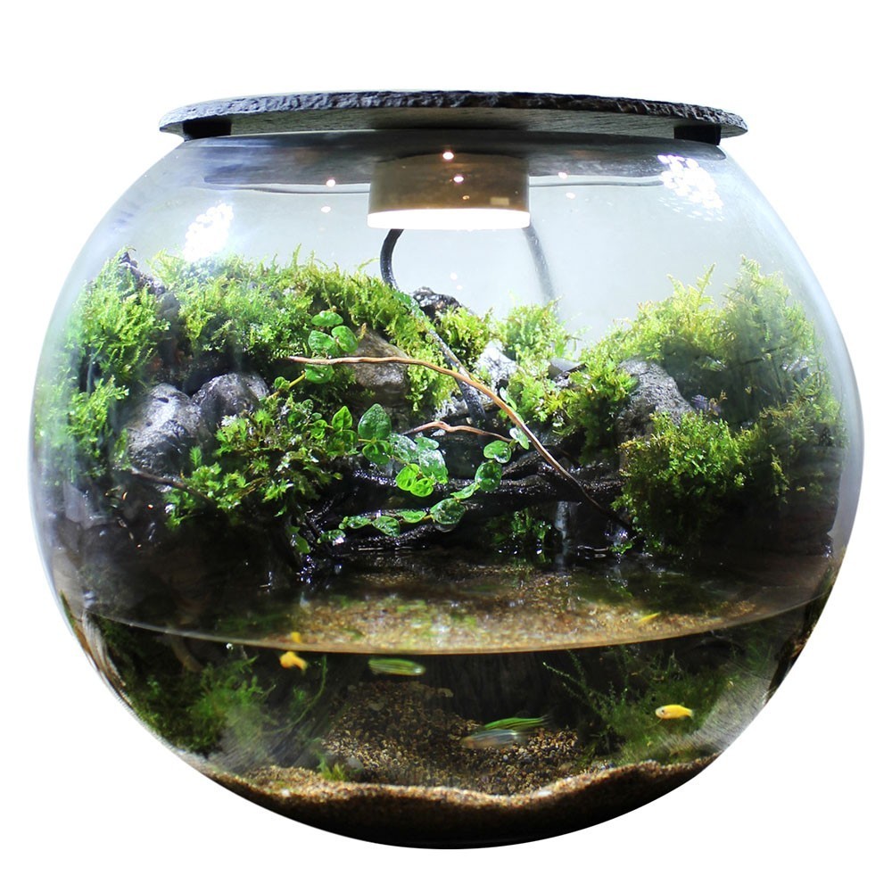 海鮮小龍魚 海鮮小龍魚 龍魚百科