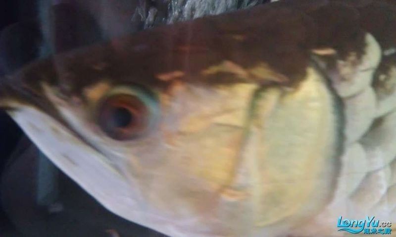 龍魚(yú)蒙眼手術(shù)的風(fēng)險(xiǎn)有多大？ 龍魚(yú)蒙眼手術(shù)的風(fēng)險(xiǎn)有多大？ 龍魚(yú)百科 第1張