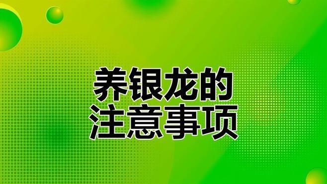 銀龍魚吃的小魚怎么養好呢