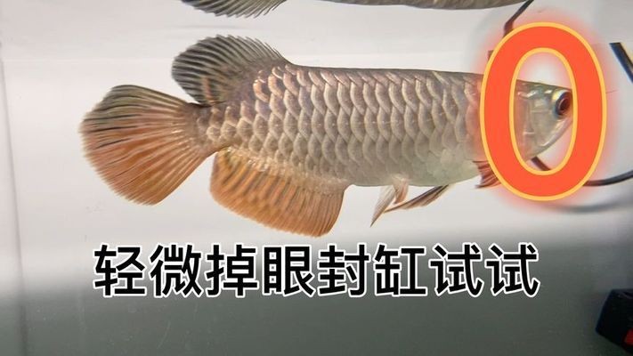 東莞市橋頭閩江水族館（東莞市橋頭閩江水族館地址）