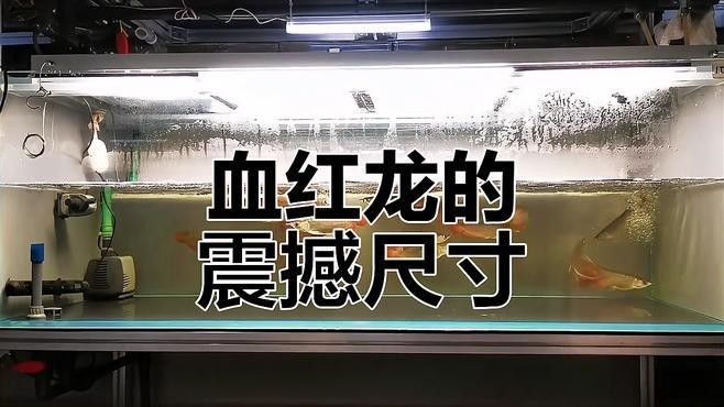 頂級(jí)血紅龍的特點(diǎn)有哪些