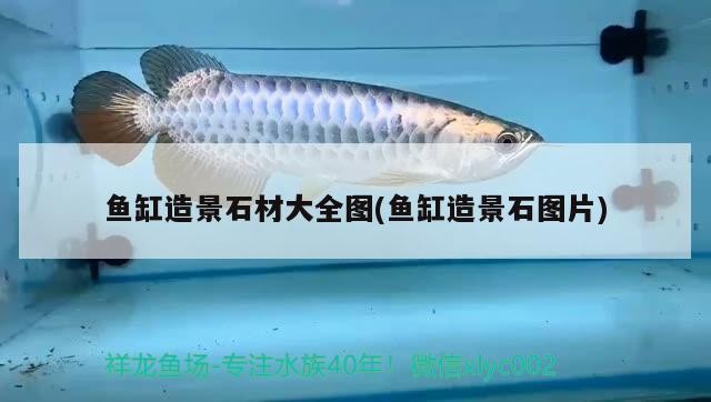 鸚鵡魚和銀龍魚混養怎樣喂食 魚缸可以用多長時間(亞克力魚缸與玻璃魚缸擺放的最佳位置選擇淡水魚缸與海水魚缸區別) 魚缸百科 魚缸可以用多長時間(亞克力魚缸與玻璃魚缸擺放的最佳位置選擇淡水魚缸與海水魚缸區別) 魚缸可以用多長時間(亞克力魚缸與玻璃魚缸擺放的最佳位置選擇淡水魚缸與海水魚缸區別) 魚缸百科