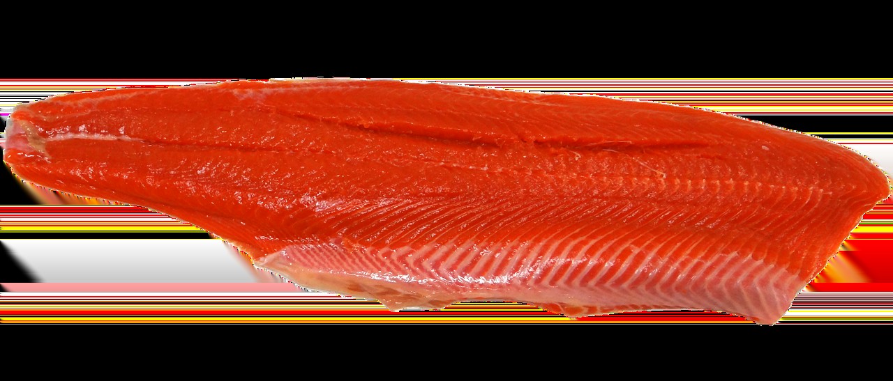 雙線魚最大圖片