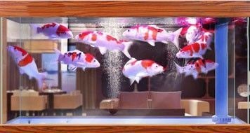 質量好的魚缸品牌排行榜有哪些（森森sunsun水族器材技術優勢佳寶jebo國際認證詳情）