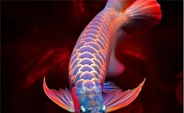 龍魚眼睛突出能完全恢復嗎？
