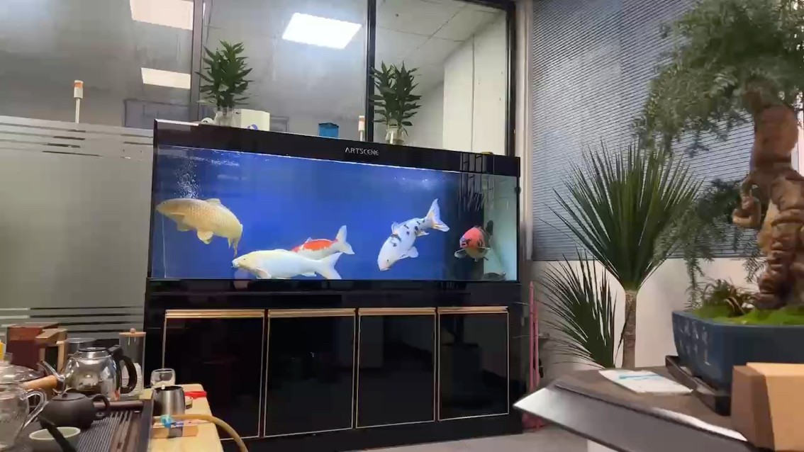 錦鯉長胖了