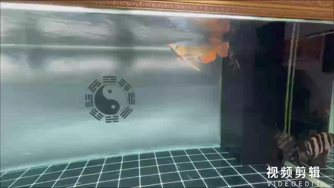 你以后就是我的風水龍