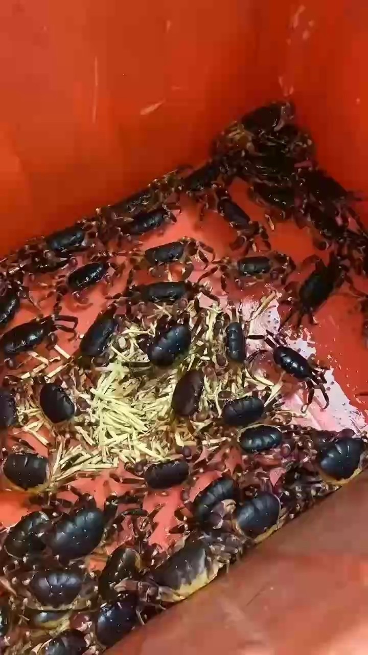 紫地蟹