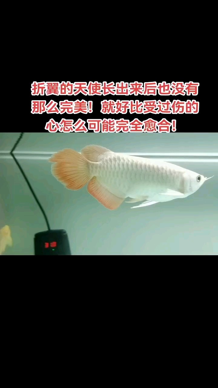 7月10日，折翼的天使，到家一個(gè)月了