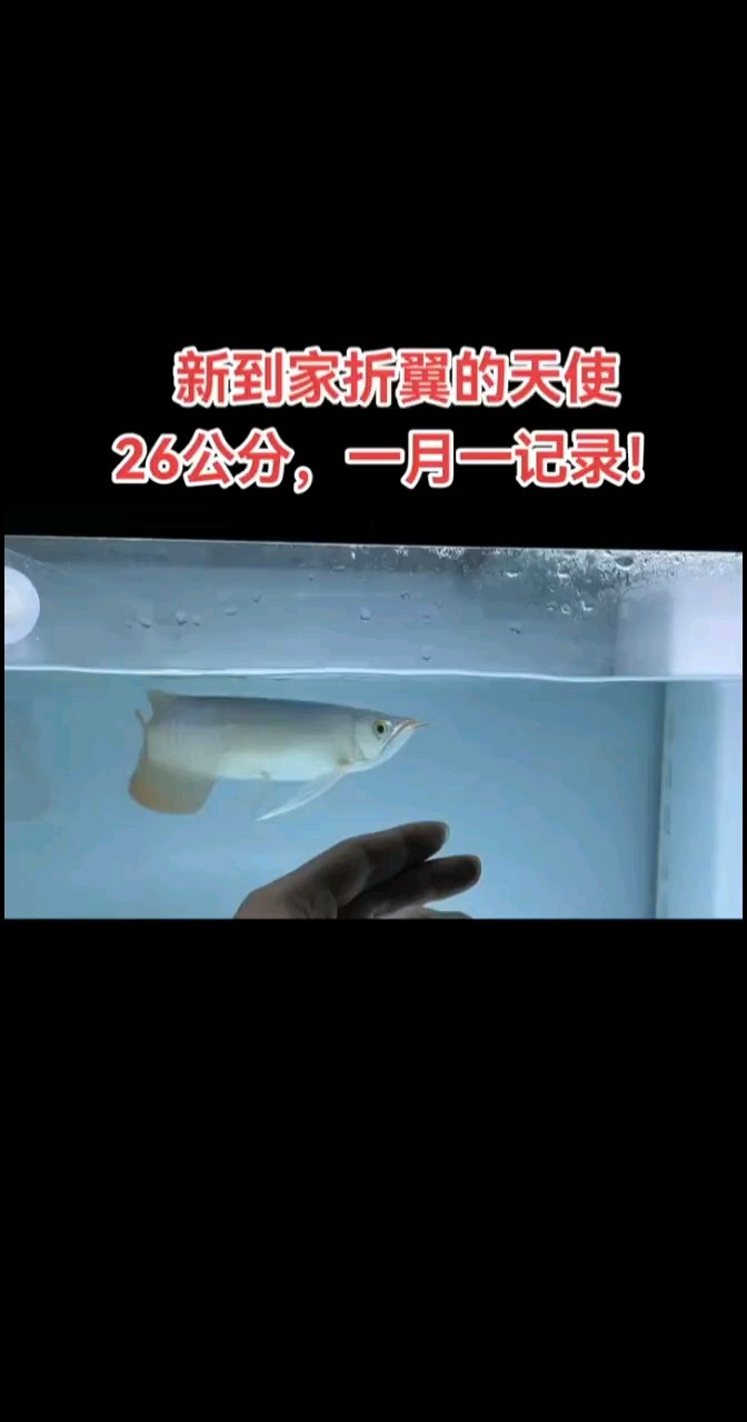 6月10日，龍魚到家了！