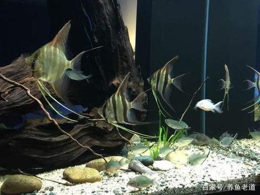 <strong><mark>虎林</mark></strong>市魚之家水族店（<strong><mark>虎林</mark></strong>市魚之家水族店地址）