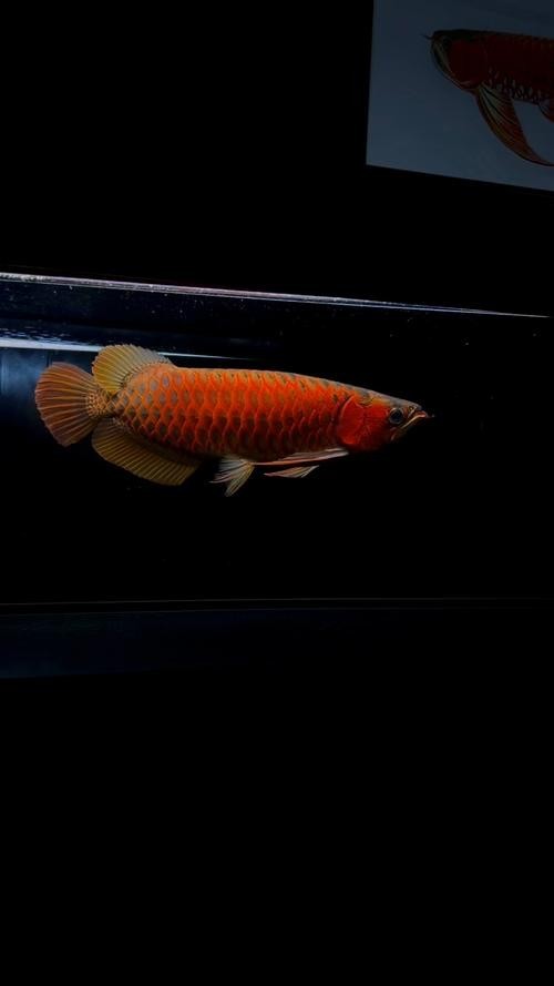 龍魚紅龍最好的品種是什么圖片