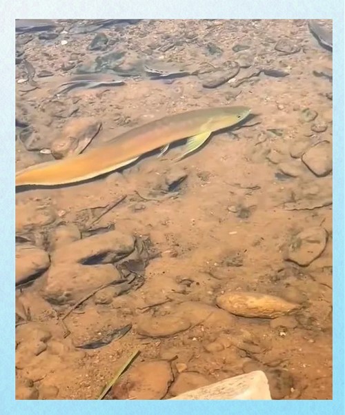 黃金龍魚圖片欣賞大全