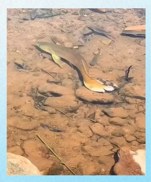 黃金龍魚圖片欣賞大全
