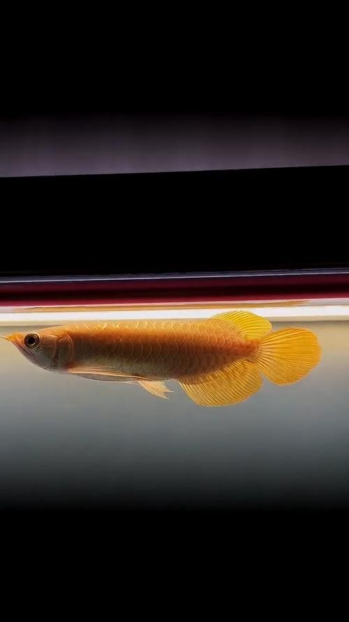 黃金龍魚圖片欣賞大全