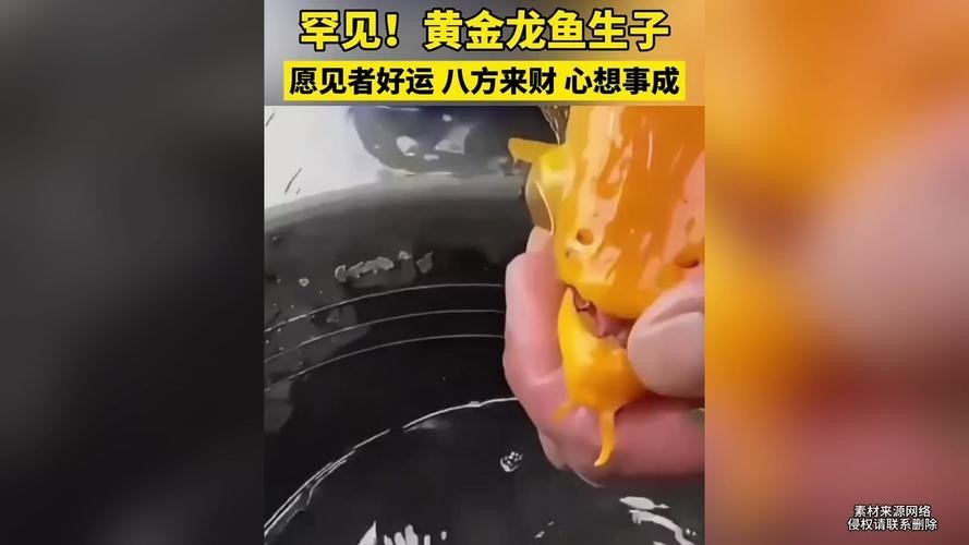 黃金龍魚圖片欣賞大全