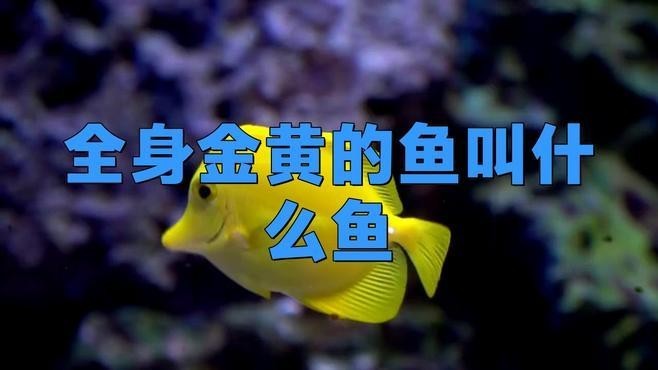 黃金龍魚圖片欣賞大全