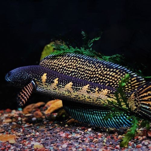 黃金龍魚圖片欣賞大全