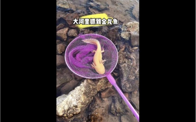 黃金龍魚圖片欣賞大全