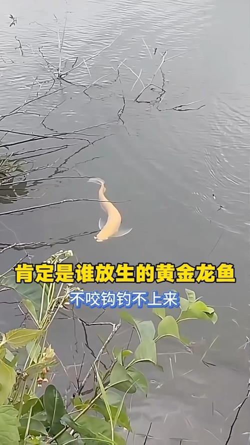 黃金龍魚圖片欣賞大全