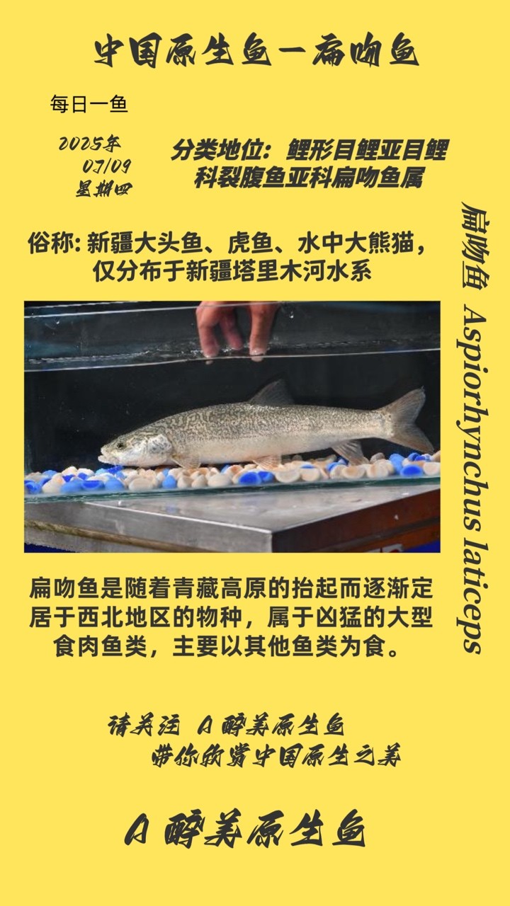 扁吻魚 扁吻魚 龍魚論壇
