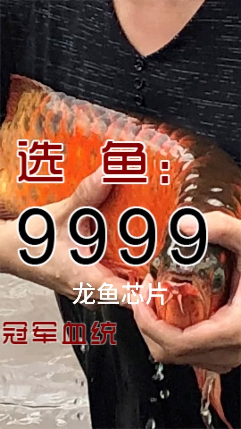 龍魚芯片植入后多久可以恢復(fù)