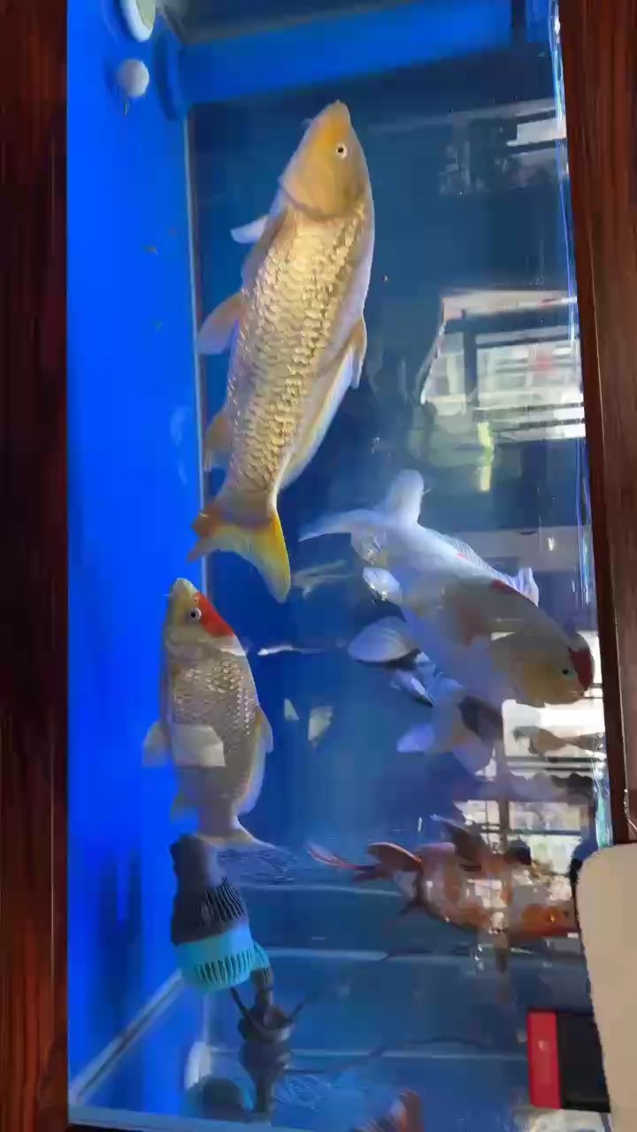 送走了幾條