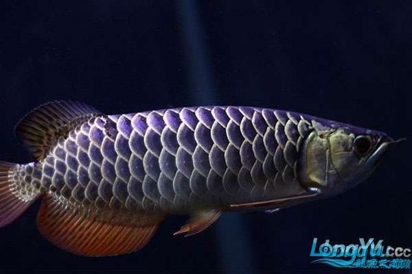 金龍魚缸燈光設置多久調整一次？ 金龍魚缸燈光設置多久調整一次？ 龍魚百科 第7張