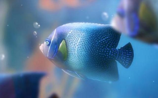 江森水族魚缸（江森水族魚缸怎么樣？）