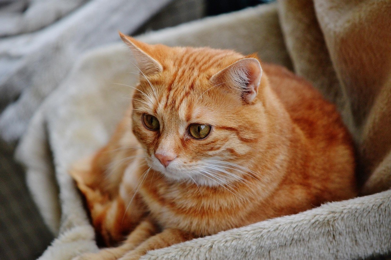 黃金猛魚是哪個國家的