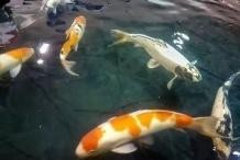 龍魚養(yǎng)不活的原因是什么