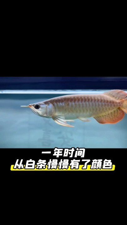一年的時間，感受時間的變化 一年的時間，感受時間的變化 龍魚論壇 第1張
