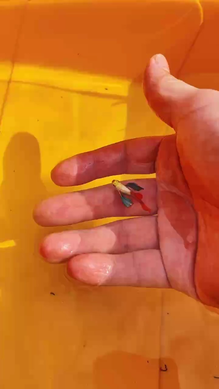 鎏金花蝴蝶