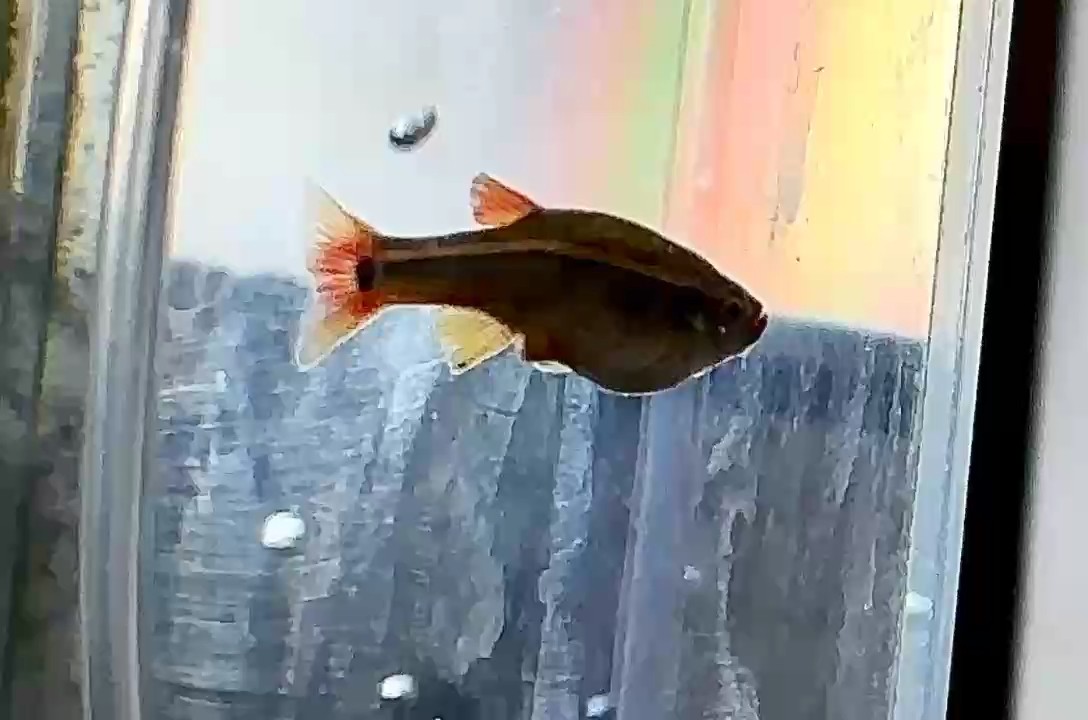 魚(yú)缸過(guò)濾器選購(gòu)指南:自制魚(yú)缸過(guò)濾器魚(yú)缸上置過(guò)濾器對(duì)于養(yǎng)魚(yú)愛(ài)好者的必備知識(shí) 下卵 龍魚(yú)論壇 下卵 下卵 龍魚(yú)論壇
