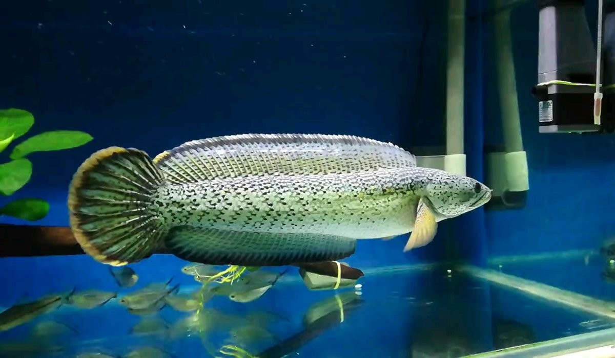 雷龍魚算不算龍魚的一種魚