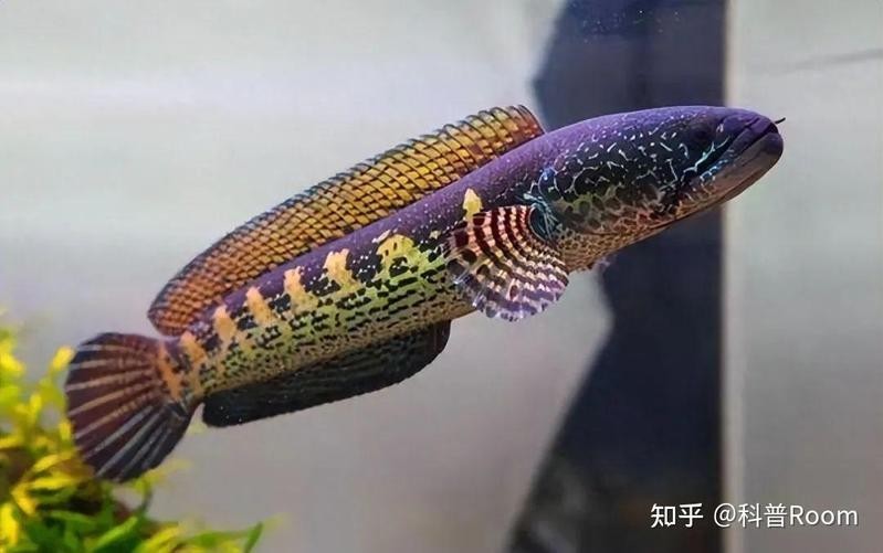 雷龍魚算不算龍魚的一種魚