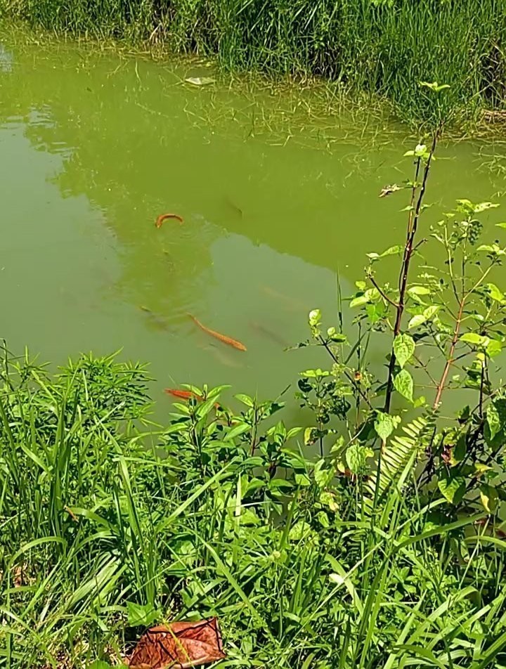 銀龍魚能變成紅色嗎