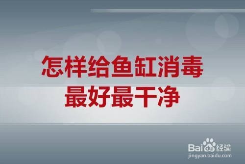 魚缸里的水發黃渾濁的解決（如何正確使用活性炭凈水魚缸過濾系統的維護技巧）